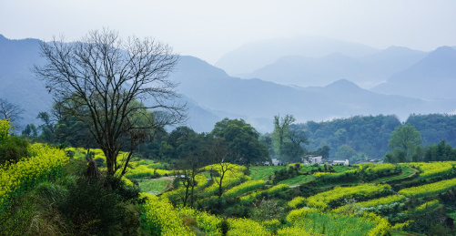 婺源江岭大山里的油菜花田开花了