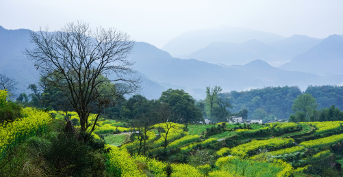 清明时节婺源江岭景区风光