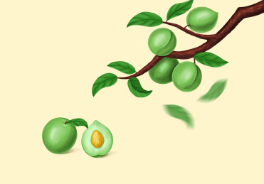 手绘青梅插画