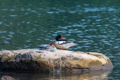 国家一级保护动物中华秋沙鸭