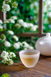 放在春日绿植里木桌上的白瓷茶壶和茶水