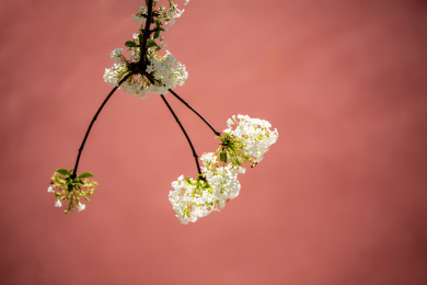 北京潭柘寺：香荚蒾