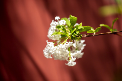 北京潭柘寺：香荚蒾