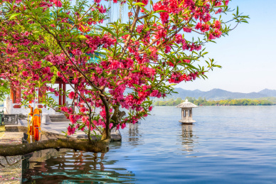 杭州柳浪闻莺公园御码头桃花