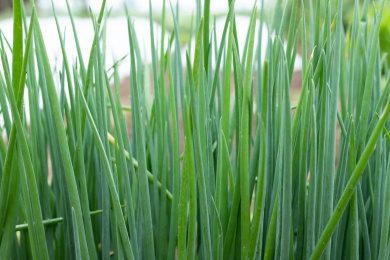 菜地里的绿色小葱