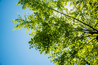 晴朗天气环境中槐树的枝叶局部特写