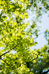 晴朗天气环境中槐树的枝叶局部特写