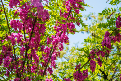 盛开的红花刺槐花朵特写