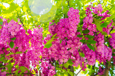 盛开的红花刺槐花朵特写