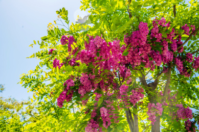 盛开的红花刺槐花朵特写