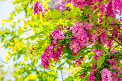 盛开的红花刺槐花朵特写