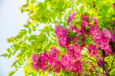 盛开的红花刺槐花朵特写