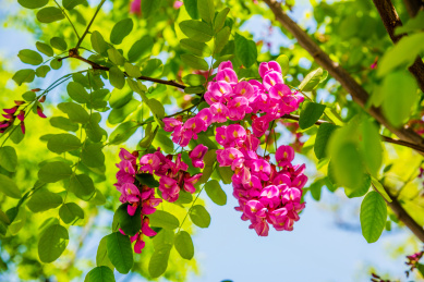 盛开的红花刺槐花朵特写