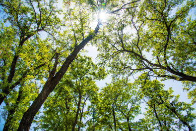 晴朗天气环境中槐树的枝叶局部特写