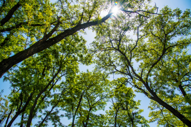 晴朗天气环境中槐树的枝叶局部特写