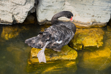 黑天鹅在岸边梳理羽毛脚蹼