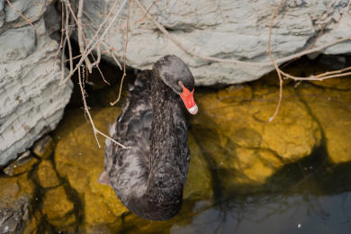 黑天鹅在岸边梳理羽毛脚蹼