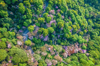 华南粤港澳大湾区广东深圳梧桐山毛棉杜鹃