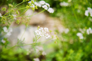 春季芫荽盛开的花朵特写