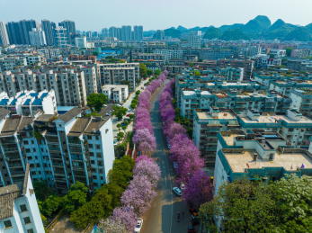 柳州水南路紫荆花航拍
