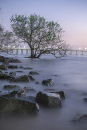 西湾红树林
