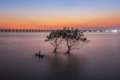 日落时分西湾一棵树