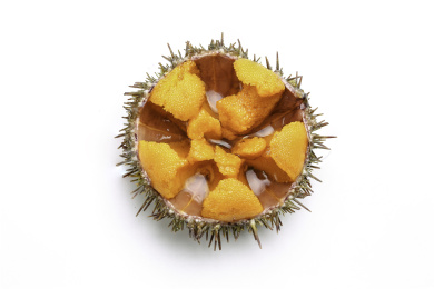 大连海胆活海胆