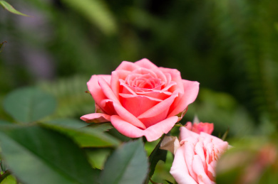 花园里盛放美丽的月季花