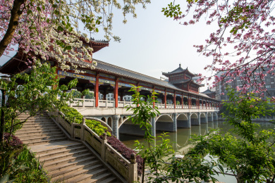 中国广西蒙山县城紫荆花开满城粉色美仑美奂