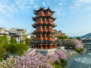 中国广西蒙山县城紫荆花开满城粉色美仑美奂