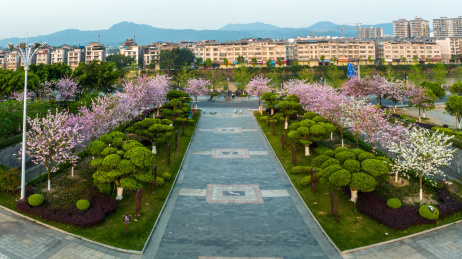 中国广西蒙山县城紫荆花开满城粉色美仑美奂