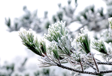 冬季一片被冰雪覆盖的树