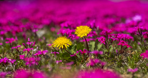 春天的针叶天蓝绣球 