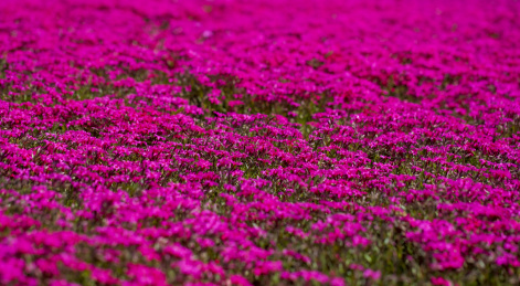 春天的针叶天蓝绣球 