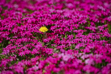 春天的针叶天蓝绣球 