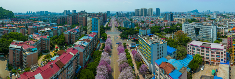 中国广西柳州航一路紫荆花全景航拍