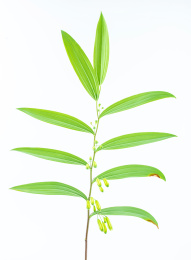 白背景上的新鲜中草药黄精枝叶