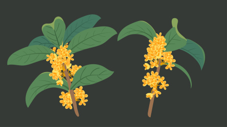 木犀科桂花盛开植物矢量元素