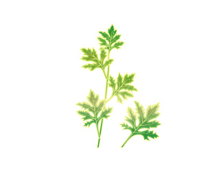 一株艾草