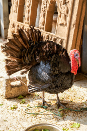 一只巨大的活火鸡