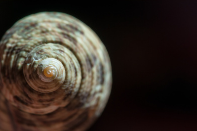 黑色背景前的绿色螺蛳特写