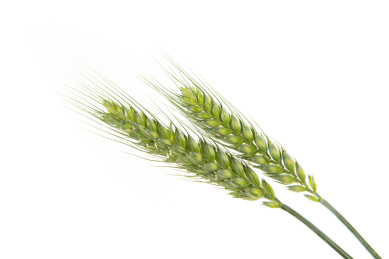 白底上的两支麦穗特写