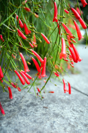 路边的炮竹花开花了