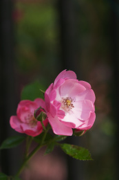 湖北武汉东湖风景区蔷薇花盛开