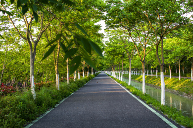中国安徽合肥牛角大圩生态园道路树木