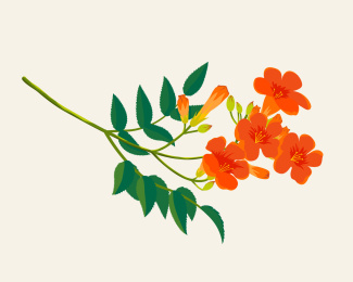 凌霄花素材
