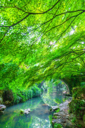 杭州西湖柳浪闻莺新横河桥