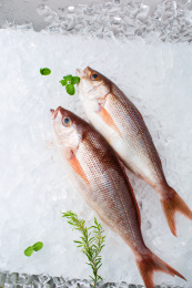 冰块上的新鲜刺身食材深海鱼