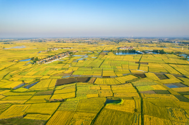 湖北襄阳金黄色麦田航拍