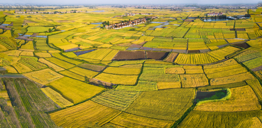 湖北襄阳金黄色麦田航拍